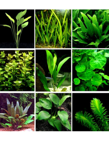 ANUBIAS, MICROSORUM , VALLISNERIA, HYGROPHILIA, LIMNOPHIILIA SESSILIFORA, EGERYA, MUSCHIO DI GIAVA, CERATOPHYLLUM.