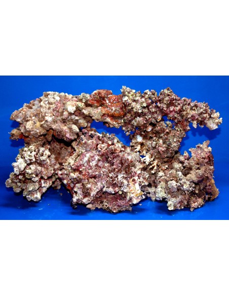ROCCE VIVE TROPICALI VIVE INDONESIA (Qualità Premium)