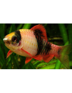 Barbus Malanampyx (Panda)