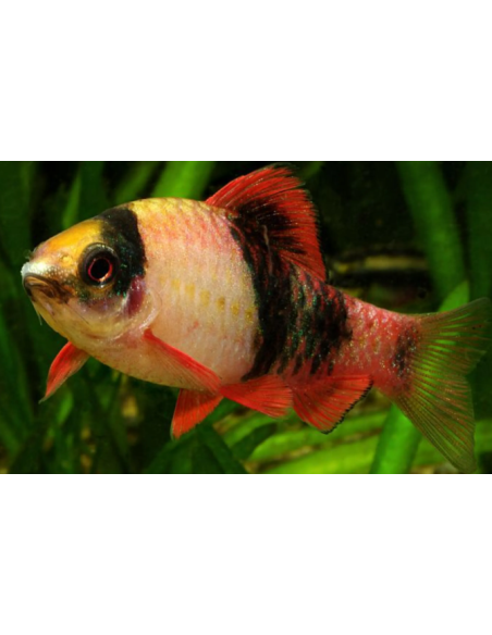 Barbus Malanampyx (Panda)