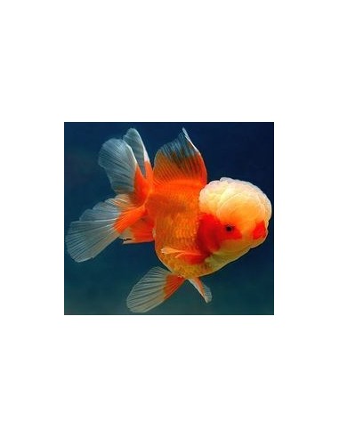 ORANDA T/LEONE B/ROSSO 5/6CM