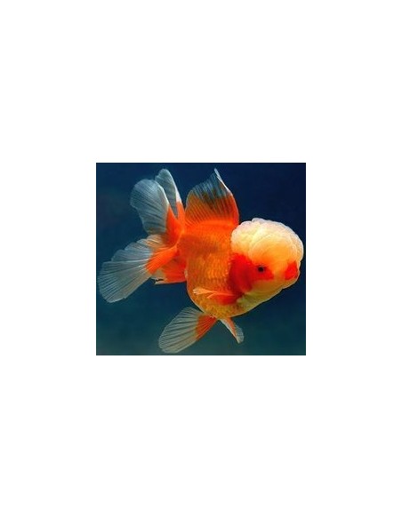 ORANDA T/LEONE B/ROSSO 5/6CM