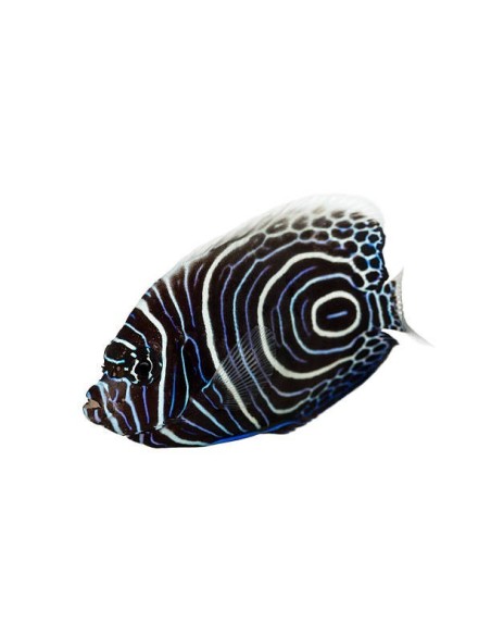 Juwel HiLite Marine T5 54 watt 1200 mm