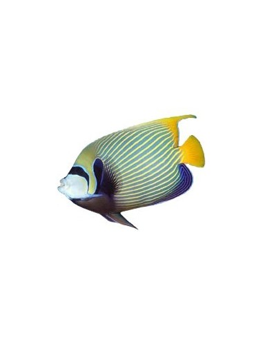 Juwel HiLite Marine T5 54 watt 1200 mm