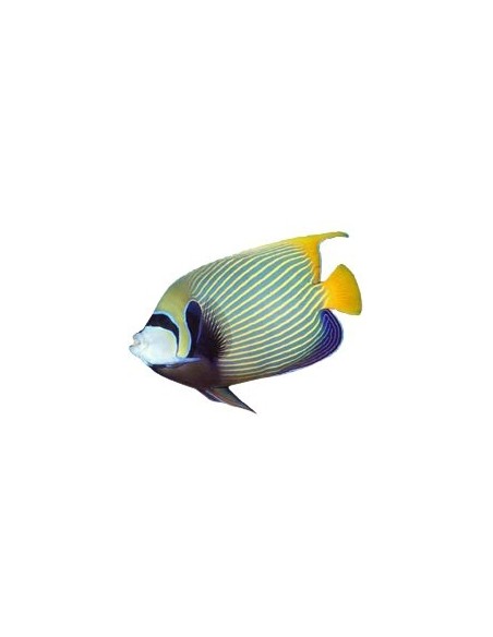 Juwel HiLite Marine T5 54 watt 1200 mm