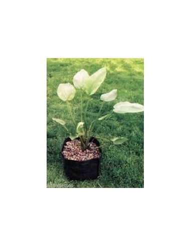 Velda Plant basket tondo 25 x 20cm (vaso...