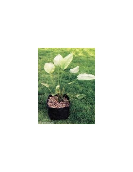 Velda Plant basket tondo 25 x 20cm (vaso galleggiante per piante da laghetto)