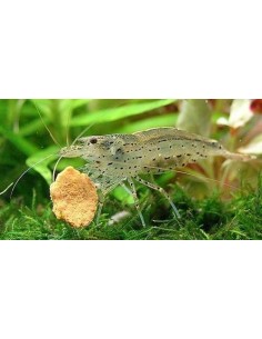 CARIDINA JAPONICA