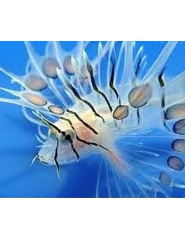 Pterois Volitans