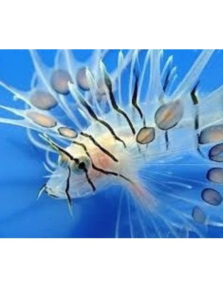 Pterois Volitans