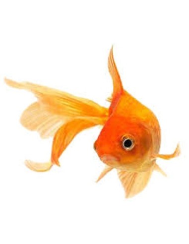 PESCE ROSSO 4/6 CM