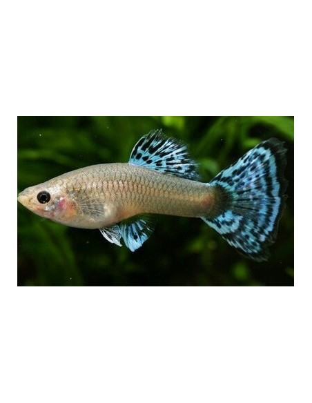 POECILIA RETICULATA FEMMINA ASSORTITE *OFFERTA*