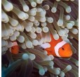 Negozio online vendita anemoni, pesci tropicali e coralli di acquario