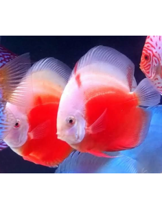 Discus Valentine