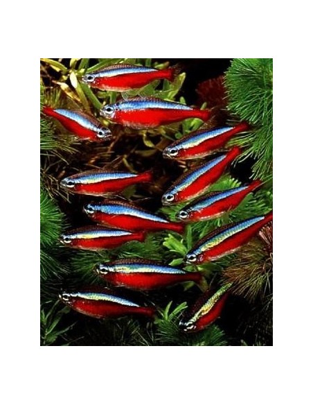 PARACHEIRODON AXELRODI (CARDINALI) *OFFERTA*