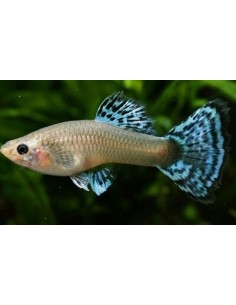 POECILIA RETICULATA FEMMINA ASSORTITE *OFFERTA*