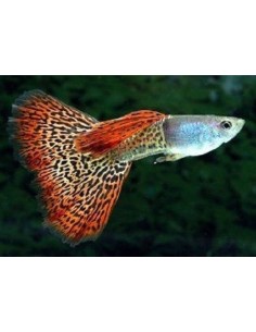 POECILIA RETICULATA MASCHI ASSORTITI OFFERTA (GUPPY) 2