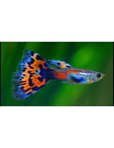 POECILIA RETICULATA MASCHI ASSORTITI OFFERTA (GUPPY)