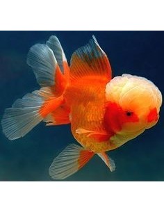 ORANDA T/LEONE B/ROSSO 5/6CM