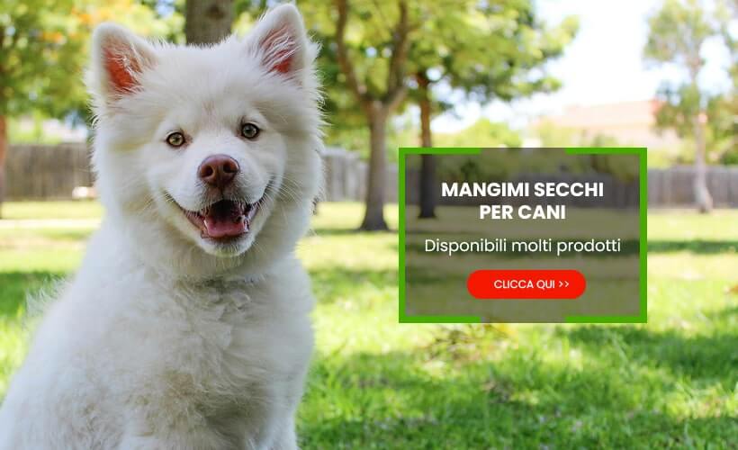 Mangimi Secchi per Cani
