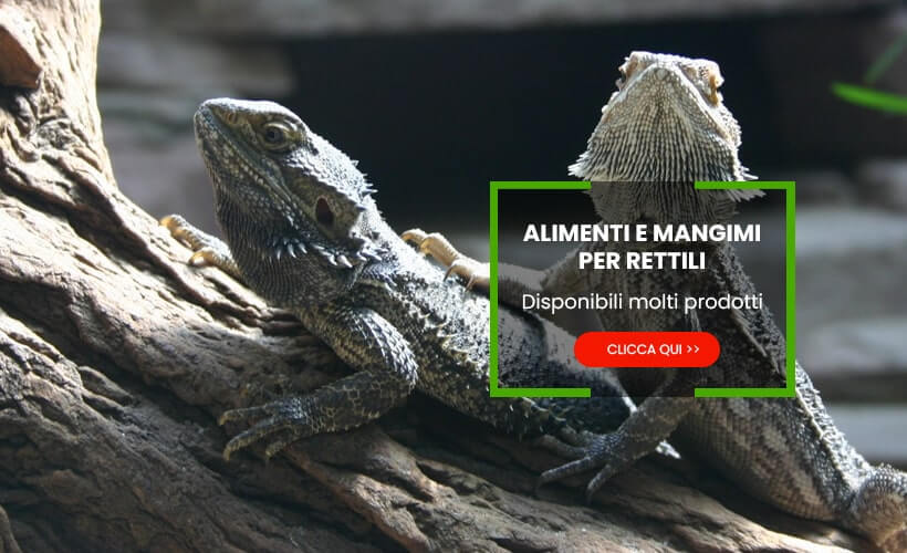 Alimenti mangimi per Rettili
