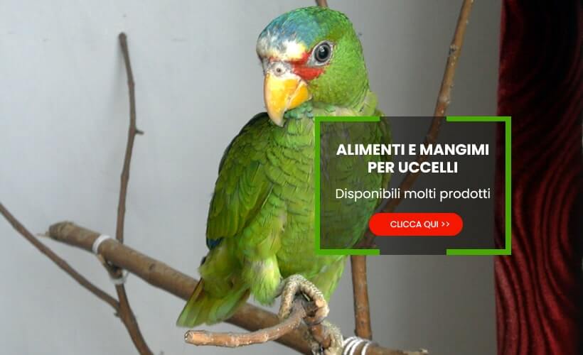 Alimenti mangimi per Uccelli